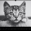 Katzen-Kalender 2023 «Los Campeones» panorama - Image 12