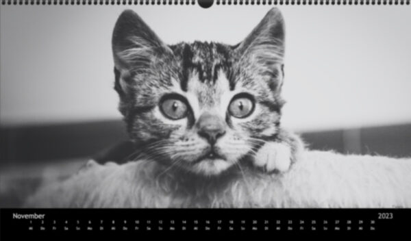 Katzen-Kalender 2023 «Los Campeones» panorama - Image 12