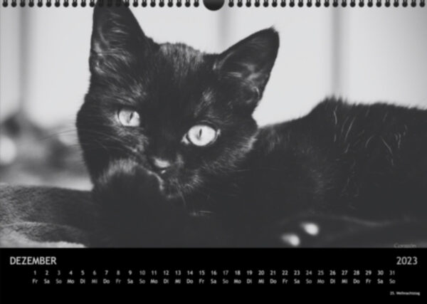 Katzen-Kalender 2023 «Los Campeones» A3 - Image 13