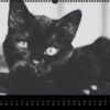 Katzen-Kalender 2023 «Los Campeones» panorama - Image 13