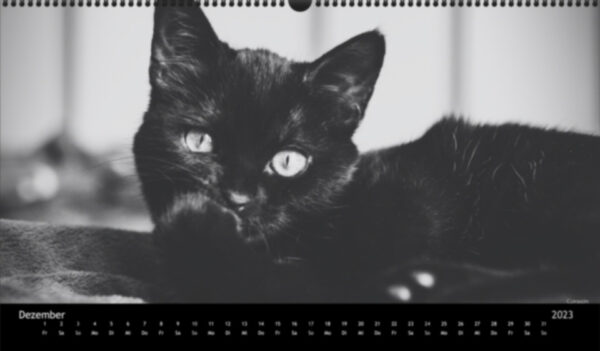 Katzen-Kalender 2023 «Los Campeones» panorama - Image 13