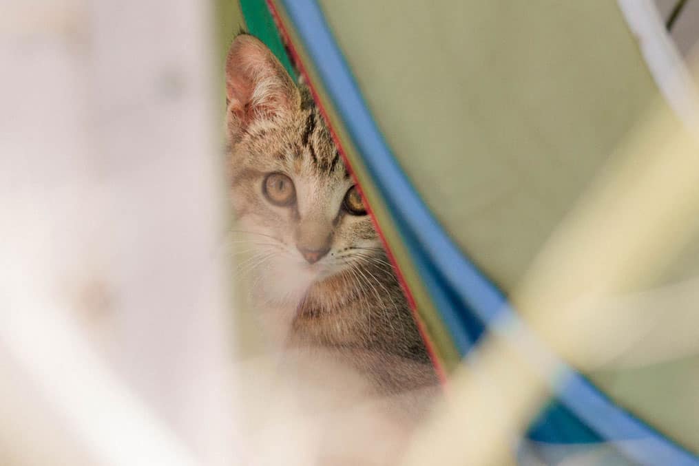 Ekana – Katze versteckt