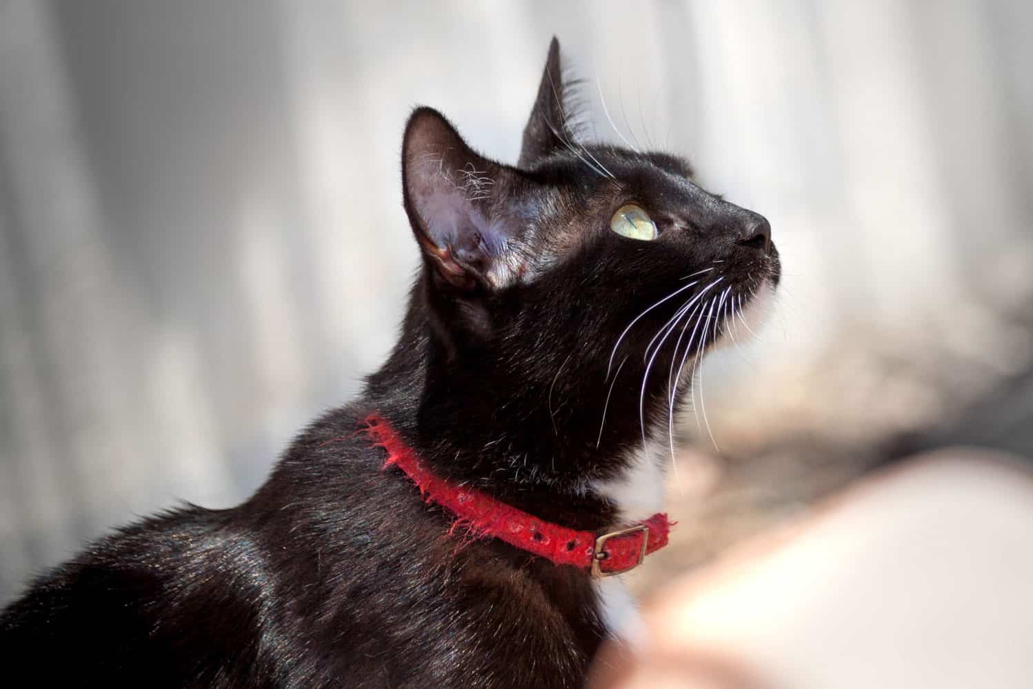 Felicitas – Katze 2019
