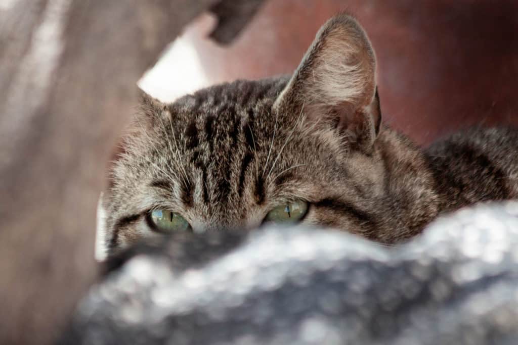 Grecia – Katze versteckt