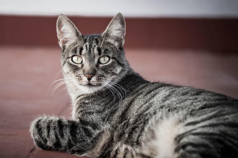 Ronda Katze Augen