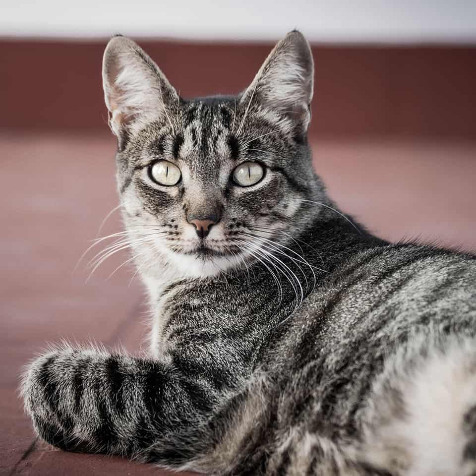 Ronda Katze Augen