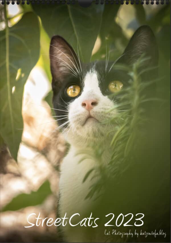 Katzen-Kalender 2023 «StreetCats» Titelbild