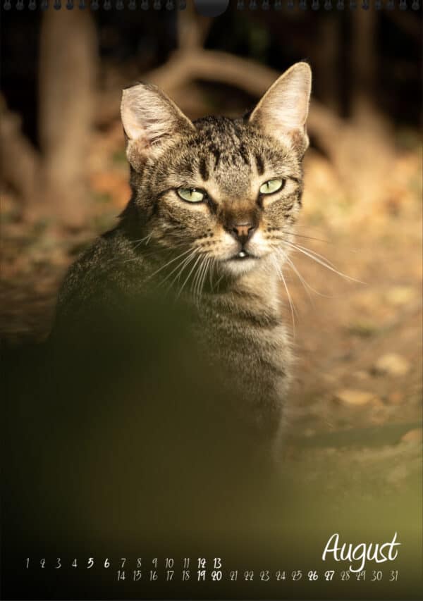 Katzen-Kalender «StreetCats» 2023, A3 farbig Aug