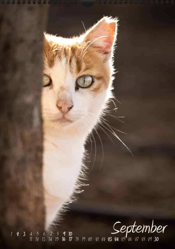 Katzen-Kalender «StreetCats» 2023, A3 farbig Sept