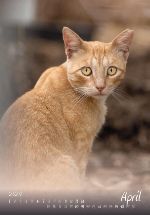 Katzen-Kalender 2024 «StreetCats of Alcalá» A3 farbig - Image 2