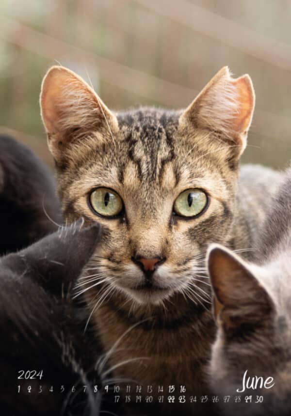 Katzen-Kalender 2024 «StreetCats of Alcalá» A3 farbig - Image 3