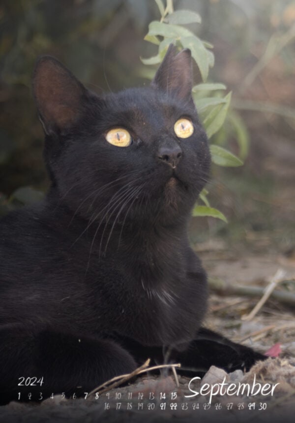 Katzen-Kalender 2024 «StreetCats of Alcalá» A3 farbig - Image 4