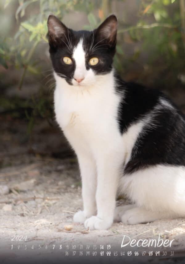 Katzen-Kalender 2024 «StreetCats of Alcalá» A3 farbig - Image 5