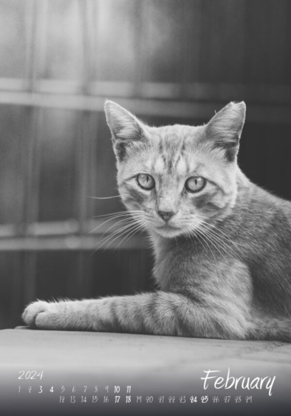 Katzen-Kalender 2024 «StreetCats of Alcalá» A3 schwarz/weiss - Image 2