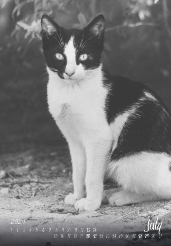Katzen-Kalender 2024 «StreetCats of Alcalá» A3 schwarz/weiss - Image 6