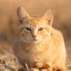 Katzen-Kalender 2025 «StreetCats of SantaMaria» A3 farbig - Image 10