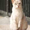 Katzen-Kalender 2025 «StreetCats of SantaMaria» A3 farbig - Image 11