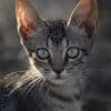Katzen-Kalender 2025 «StreetCats of SantaMaria» A3 farbig - Image 12
