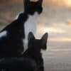 Katzen-Kalender 2025 «StreetCats of SantaMaria» A3 farbig - Image 13