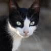 Katzen-Kalender 2025 «StreetCats of SantaMaria» A3 farbig - Image 2