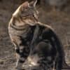 Katzen-Kalender 2025 «StreetCats of SantaMaria» A3 farbig - Image 3