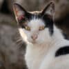 Katzen-Kalender 2025 «StreetCats of SantaMaria» A3 farbig - Image 4