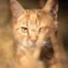 Katzen-Kalender 2025 «StreetCats of SantaMaria» A3 farbig - Image 5
