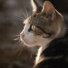 Katzen-Kalender 2025 «StreetCats of SantaMaria» A3 farbig - Image 6