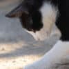 Katzen-Kalender 2025 «StreetCats of SantaMaria» A3 farbig - Image 7