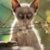Katzen-Kalender 2025 «StreetCats of SantaMaria» A3 farbig - Image 8