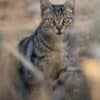 Katzen-Kalender 2025 «StreetCats of SantaMaria» A3 farbig - Image 9