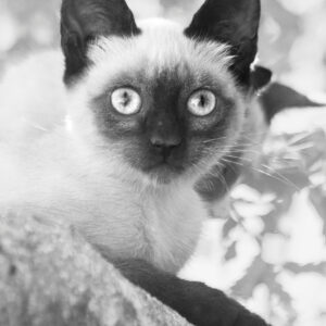 Katzen-Kalender 2025 «StreetCats of SantaMaria» A3 schwarzweiss