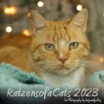 Katzenkalender 2023 KatzensofaCats – Cover