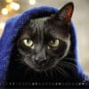 Katzenkalender 2023 KatzensofaCats – Januar