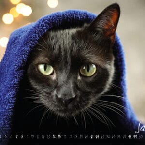 Katzenkalender 2023 KatzensofaCats – Januar