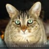 Katzenkalender 2023 KatzensofaCats – Februar