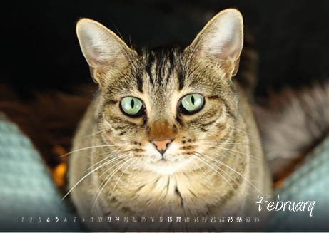 Katzenkalender 2023 KatzensofaCats – Februar