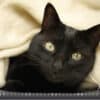 Katzenkalender 2023 KatzensofaCats – Maerz