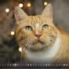 Katzenkalender 2023 KatzensofaCats – April