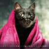 Katzenkalender 2023 KatzensofaCats – Mai