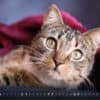 Katzenkalender 2023 KatzensofaCats – Juni