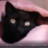Katzenkalender 2023 KatzensofaCats – Juli