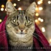 Katzenkalender 2023 KatzensofaCats – August