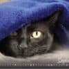 Katzenkalender 2023 KatzensofaCats – September