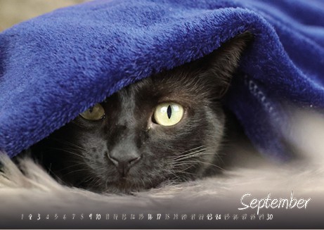Katzenkalender 2023 KatzensofaCats – September