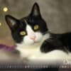 Katzenkalender 2023 KatzensofaCats – Oktober