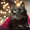 Katzenkalender 2023 KatzensofaCats – November