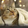 Katzenkalender 2023 KatzensofaCats – Dezember