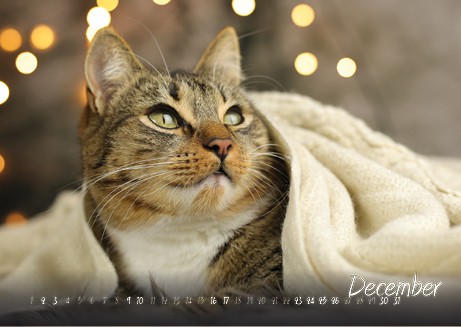 Katzenkalender 2023 KatzensofaCats – Dezember
