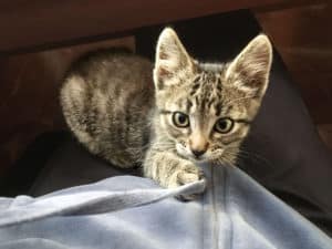 Kitten – Ronda